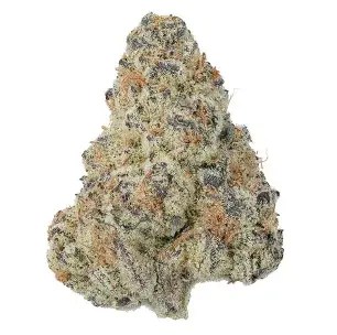 Close-up image of a cannabis bud with a dense, fuzzy texture and vibrant colors.